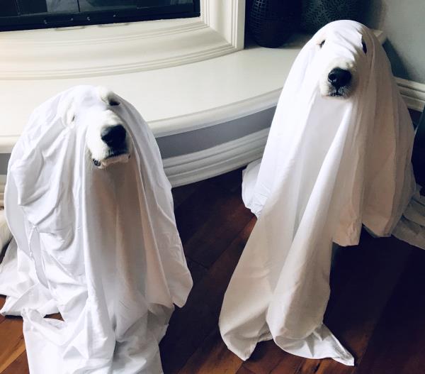 /Images/uploads/Connections Pet Rescue/Howl-o-ween/entries/15072thumb.jpg